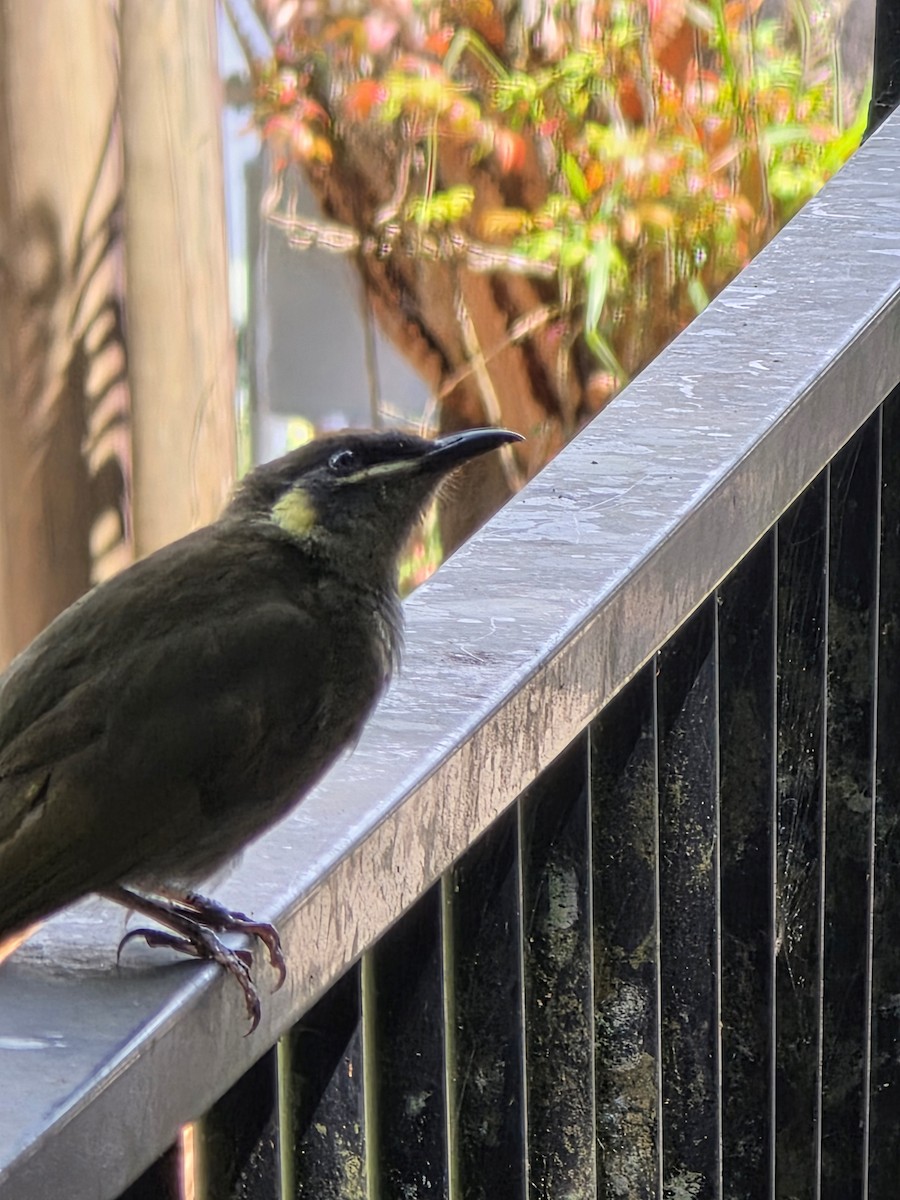 Macleay's Honeyeater - ML642454135