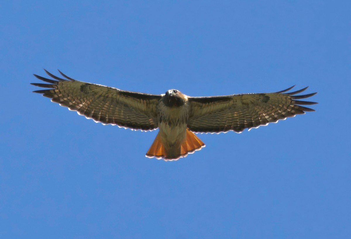 Red-tailed Hawk - ML642454157