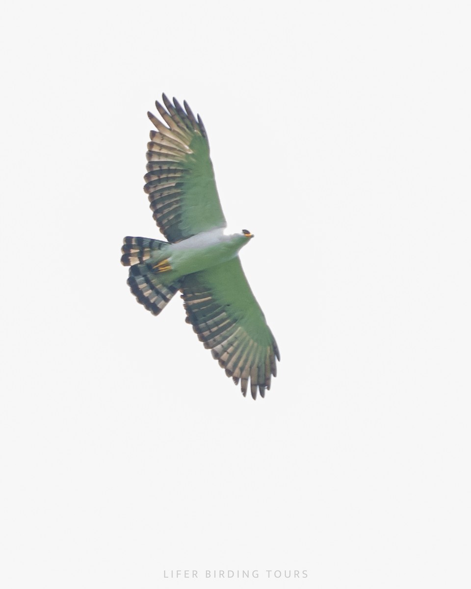 Black-and-white Hawk-Eagle - ML642454160