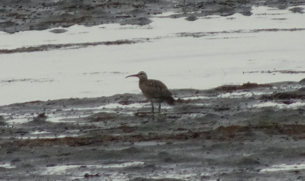 Regenbrachvogel - ML642454161