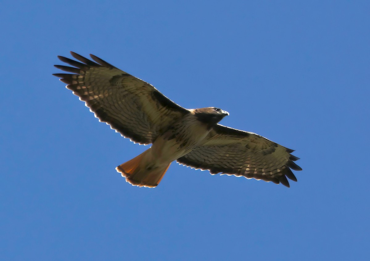 Red-tailed Hawk - ML642454162
