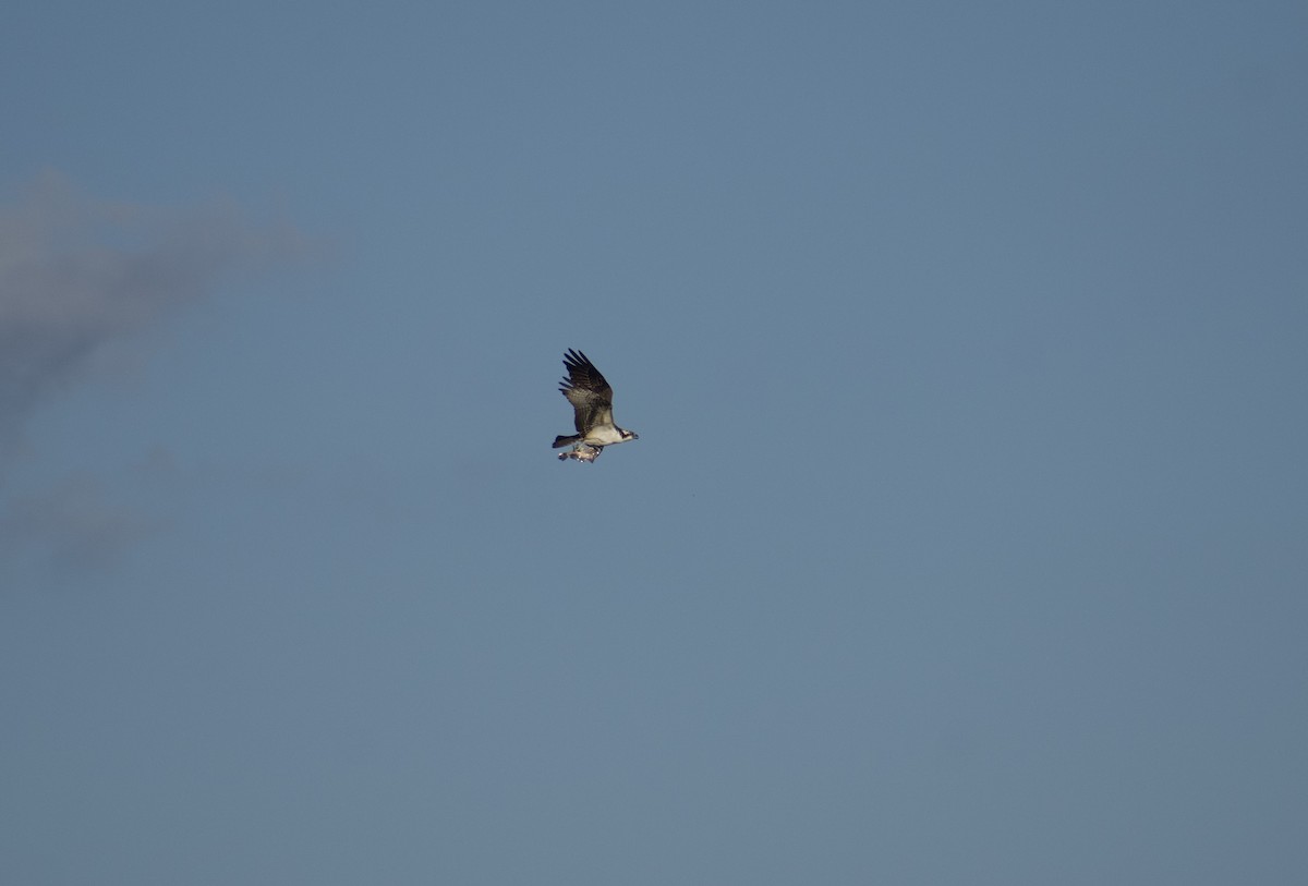 Águila Pescadora - ML642454171