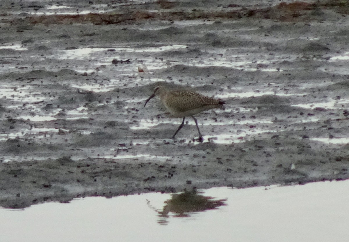 Regenbrachvogel - ML642454174