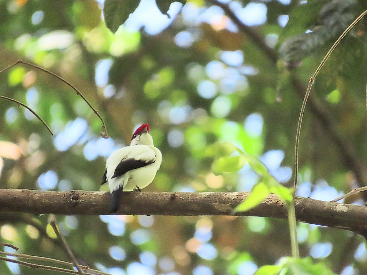 Araripe Manakin - ML642454175