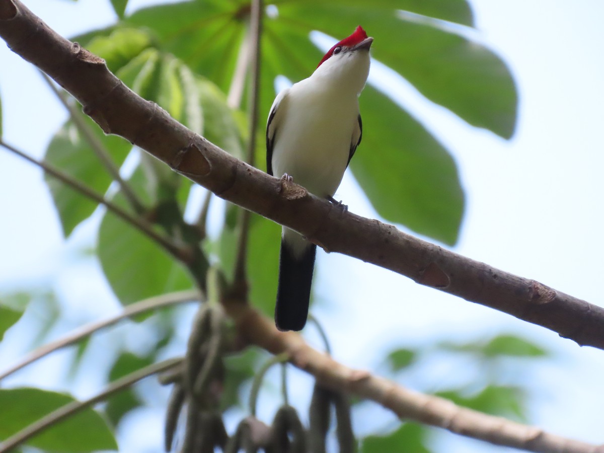 Araripe Manakin - ML642454176