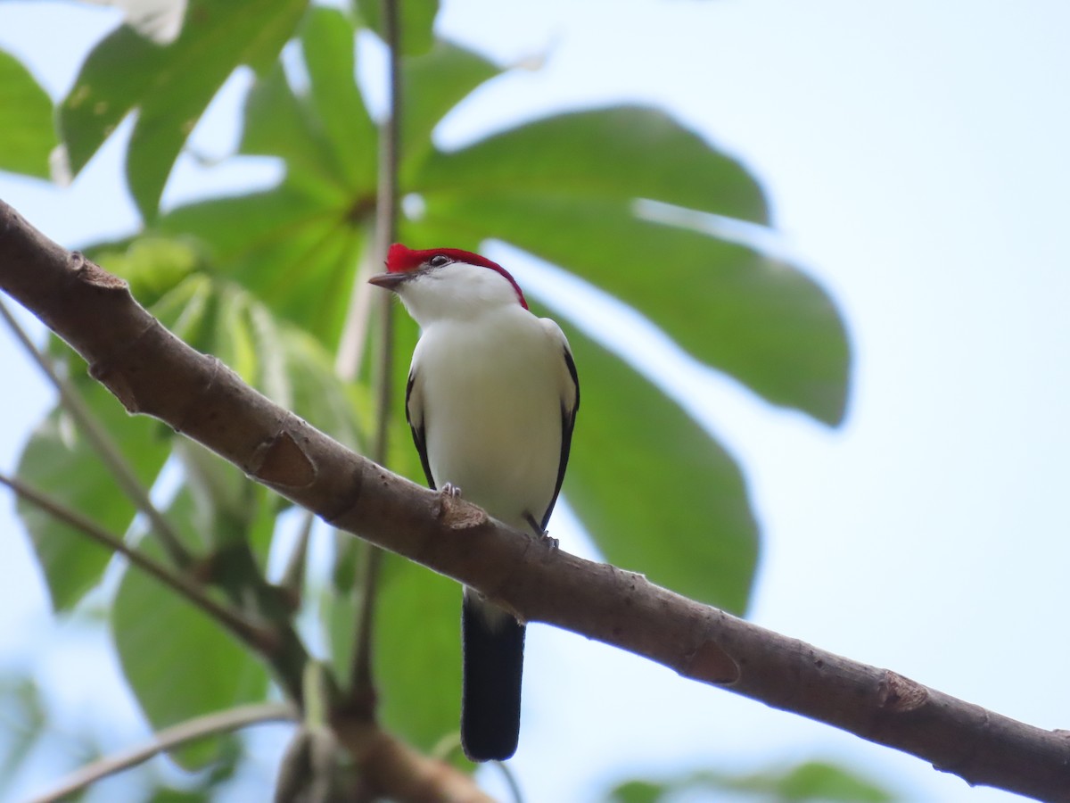Araripe Manakin - ML642454177