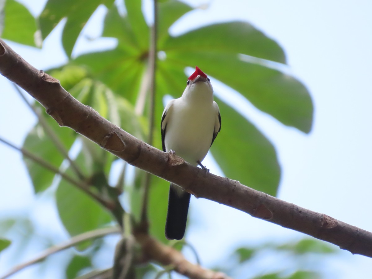 Araripe Manakin - ML642454178