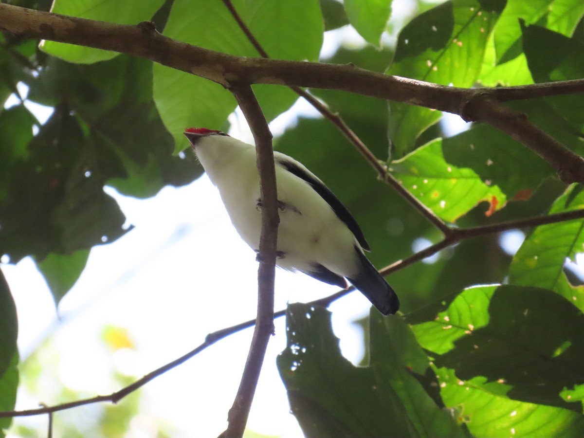 Araripe Manakin - ML642454179
