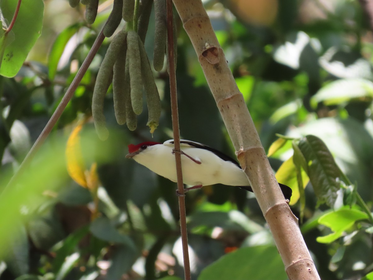 Araripe Manakin - ML642454180