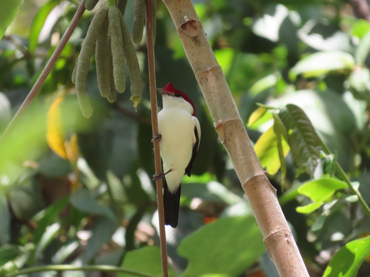Araripe Manakin - ML642454181