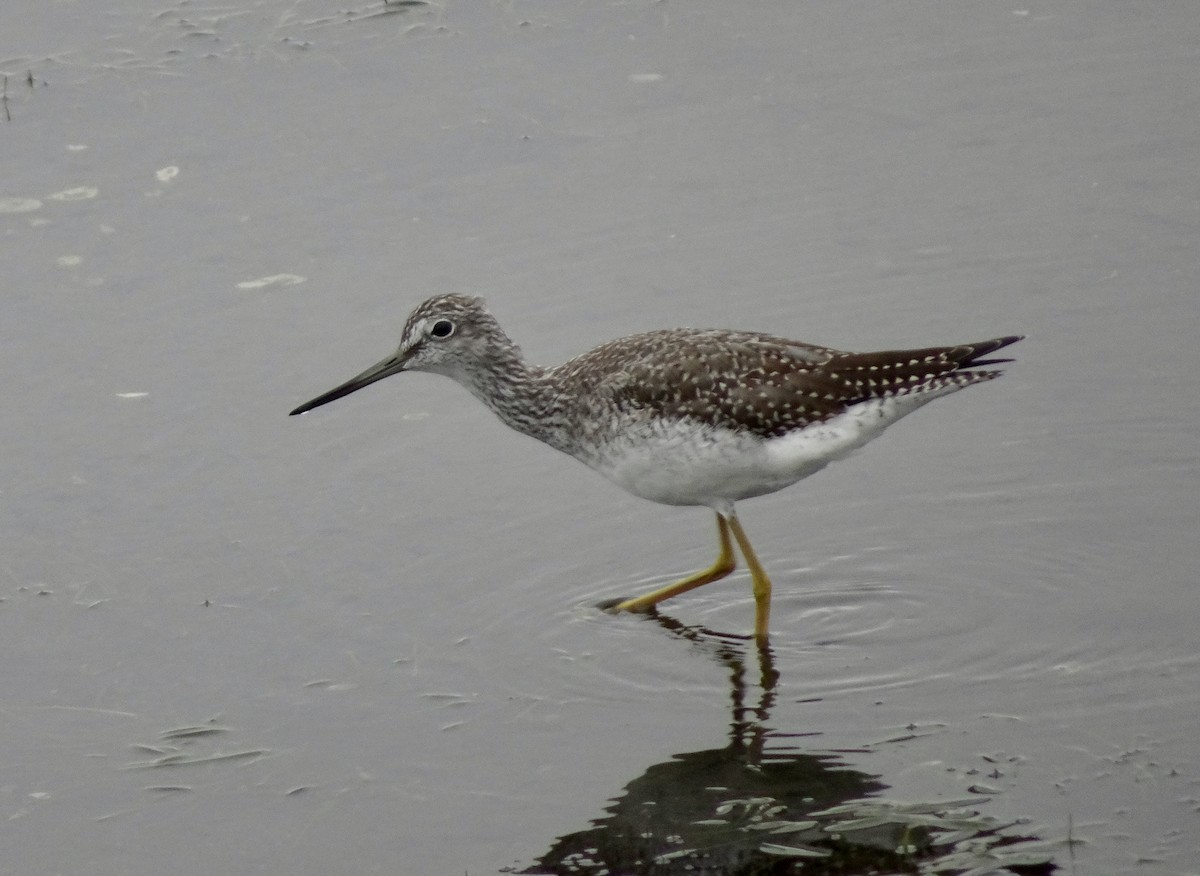 plystresnipe - ML642454182