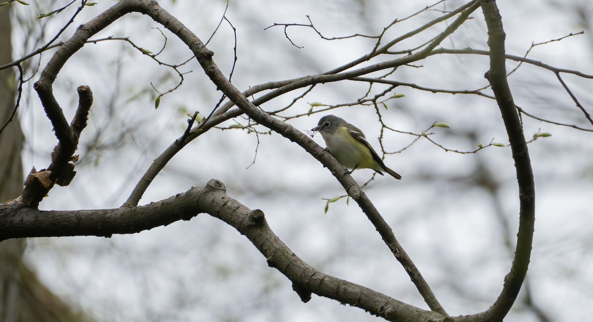 Blue-headed Vireo - ML642454184