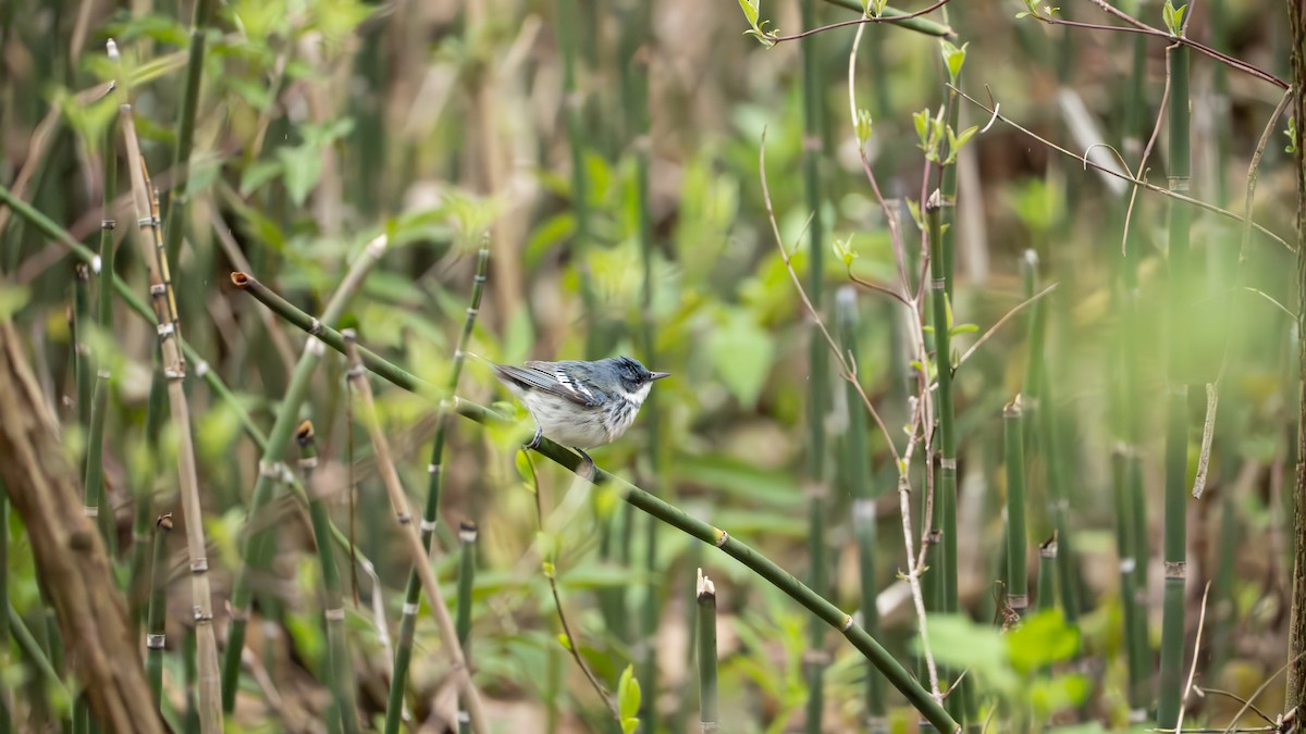 Cerulean Warbler - ML642454192
