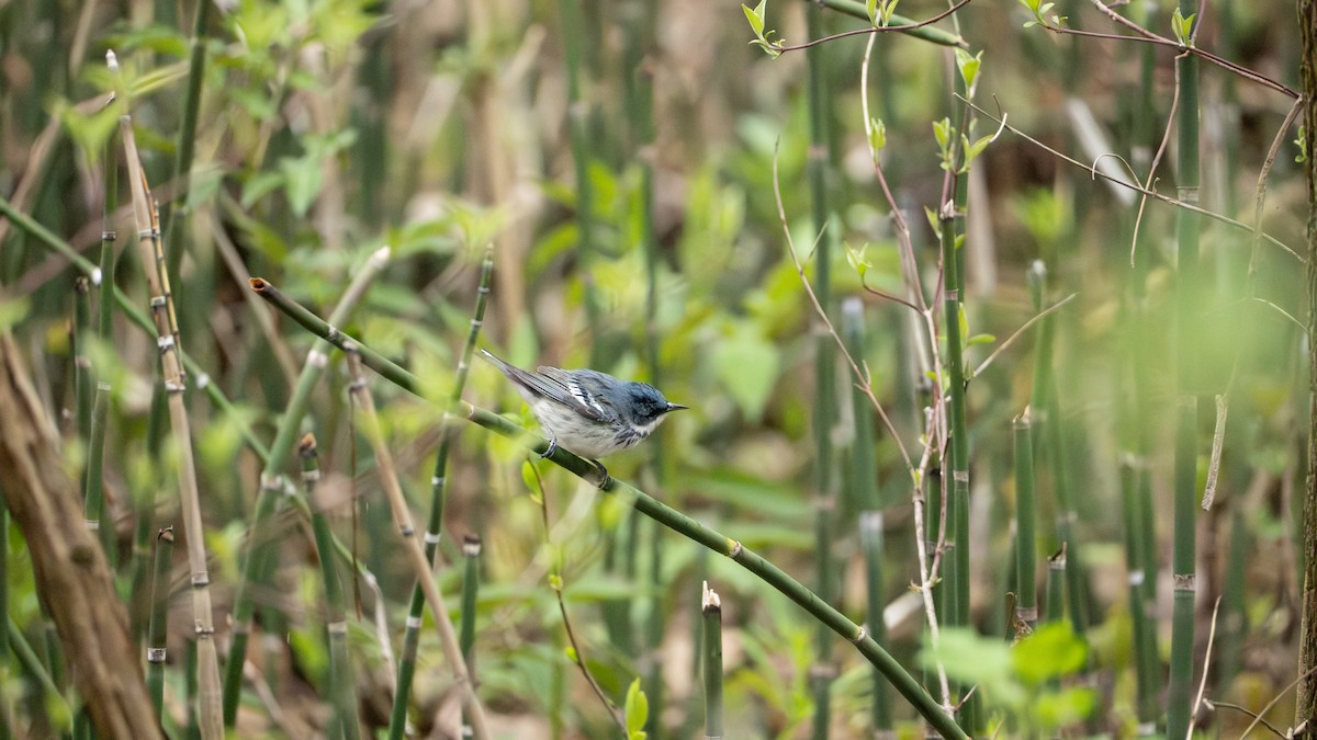 Cerulean Warbler - ML642454197