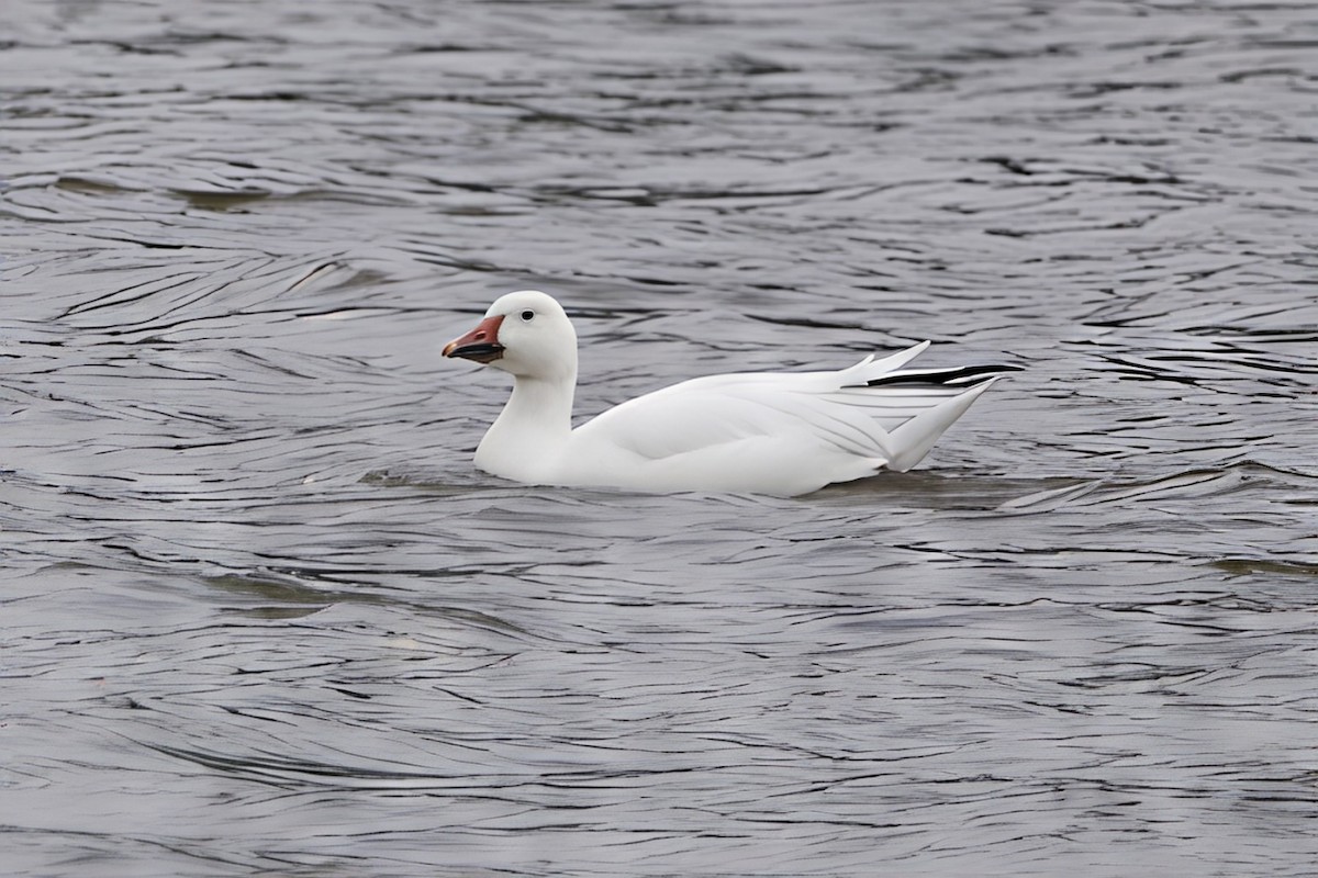 Snow Goose - ML642454198