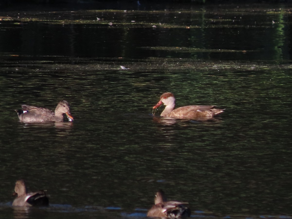 Red-crested Pochard - ML642454209