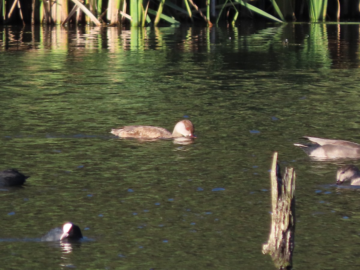 Red-crested Pochard - ML642454221