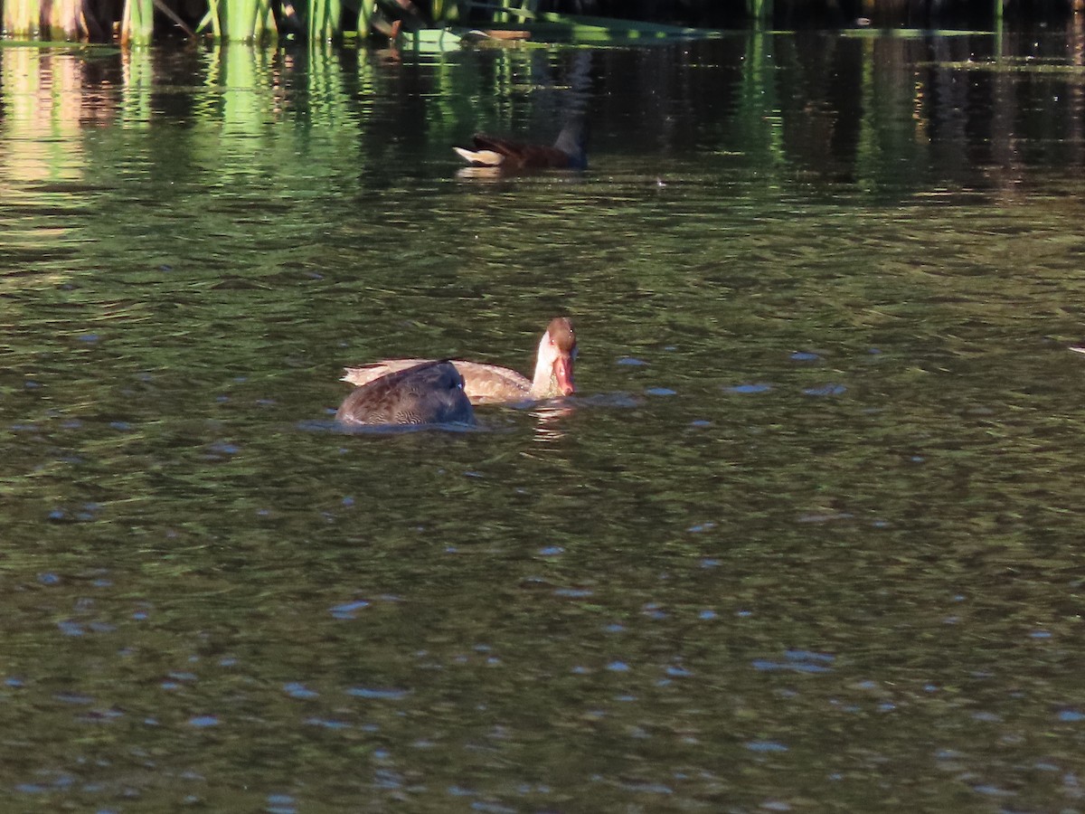 Red-crested Pochard - ML642454226