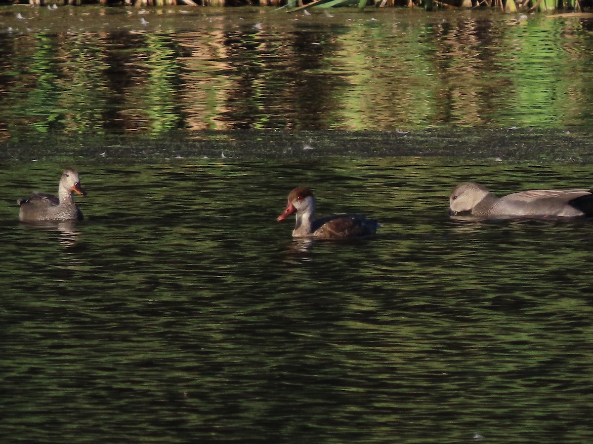 Red-crested Pochard - ML642454237