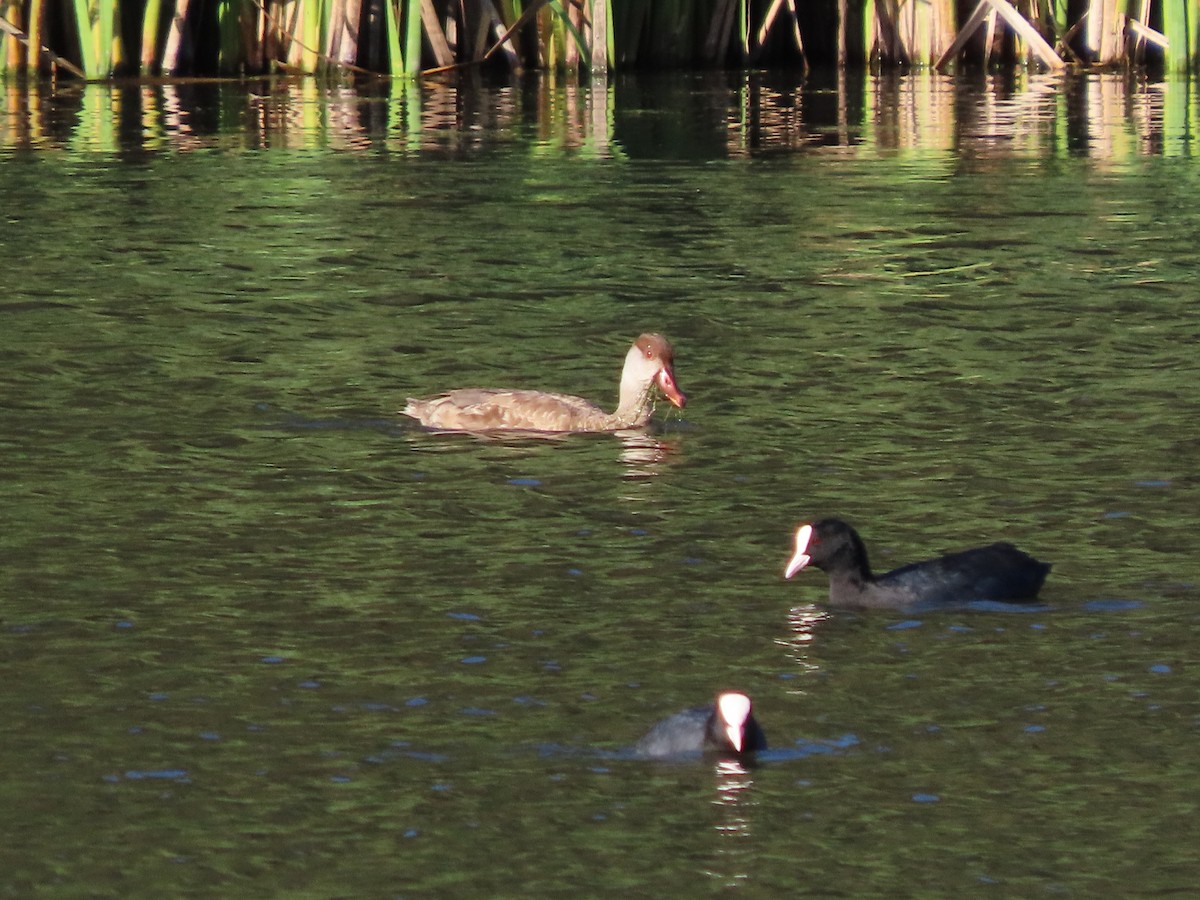 Red-crested Pochard - ML642454243