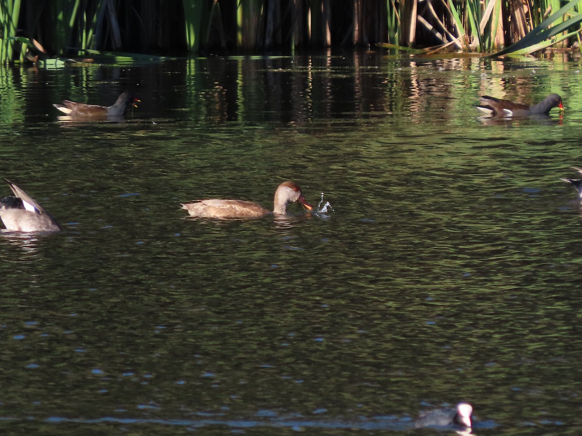 Red-crested Pochard - ML642454257