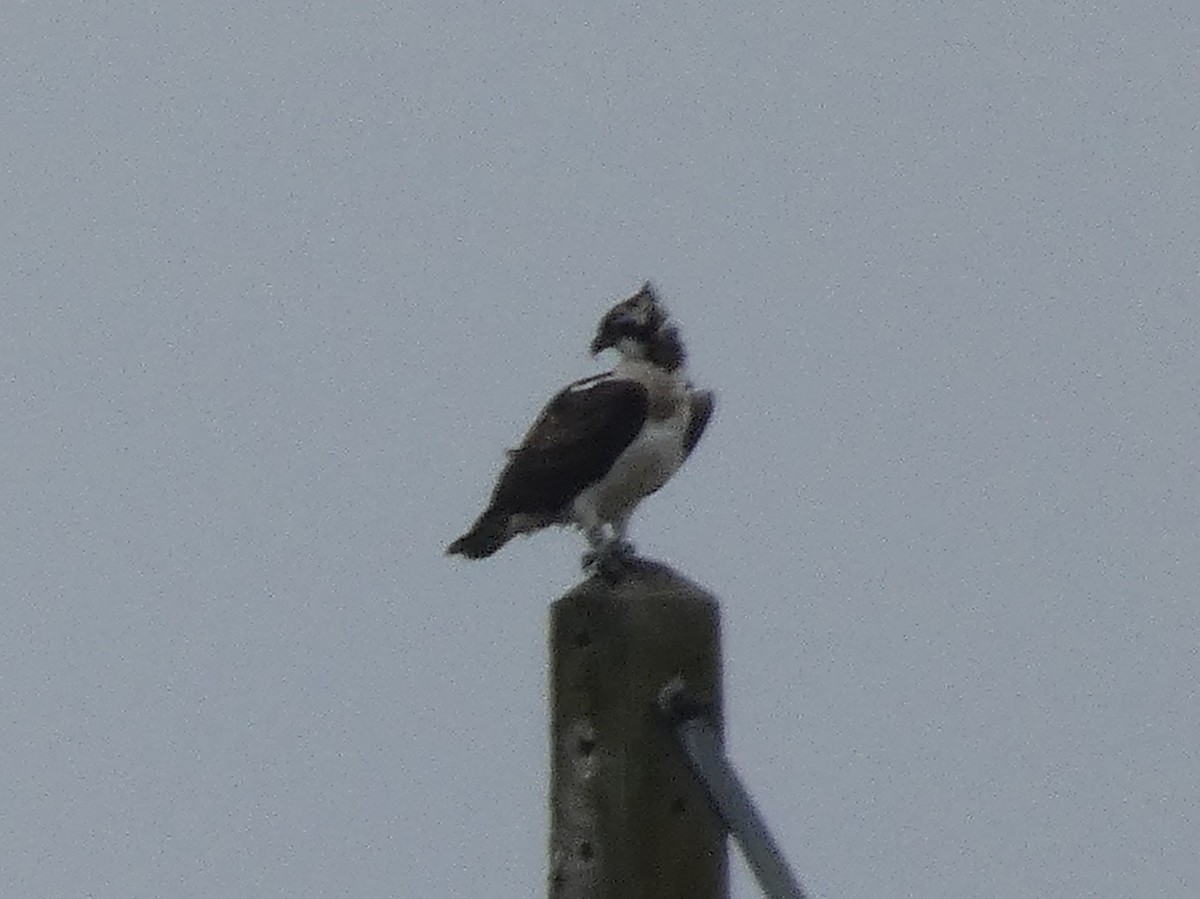Águila Pescadora - ML642454289
