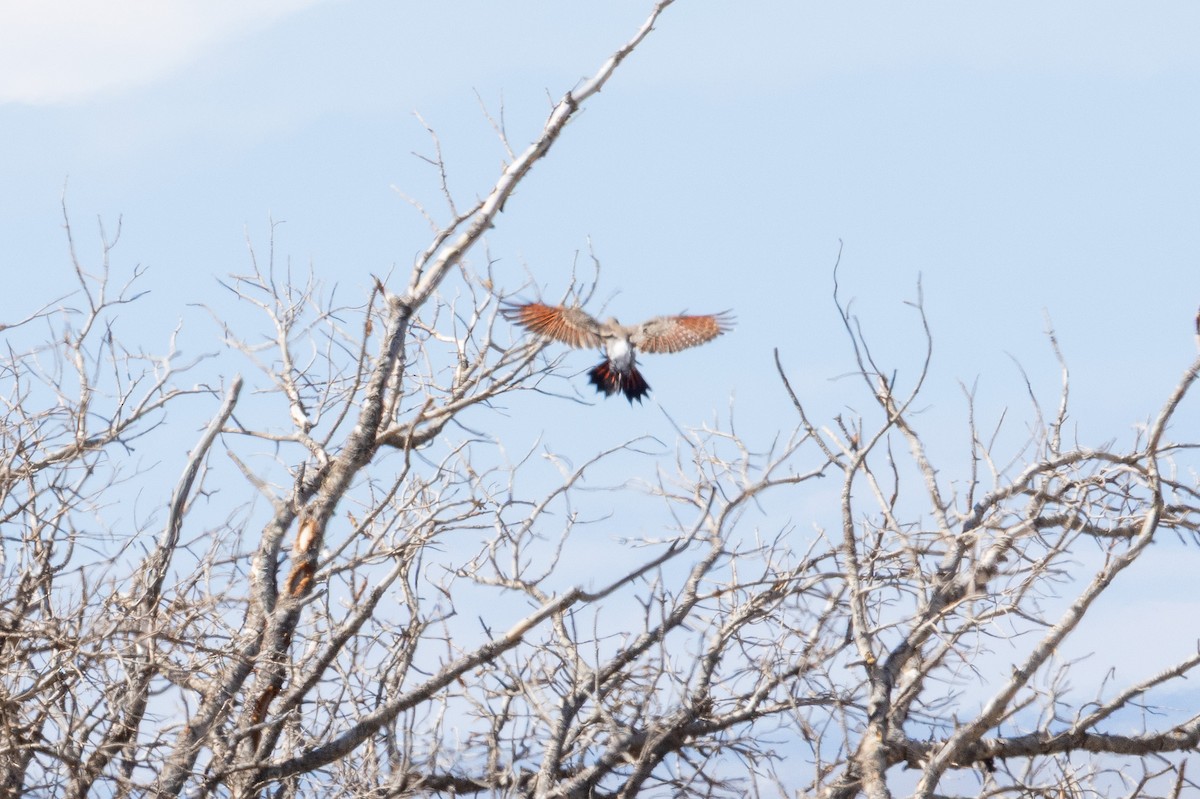 Northern Flicker - ML642454290