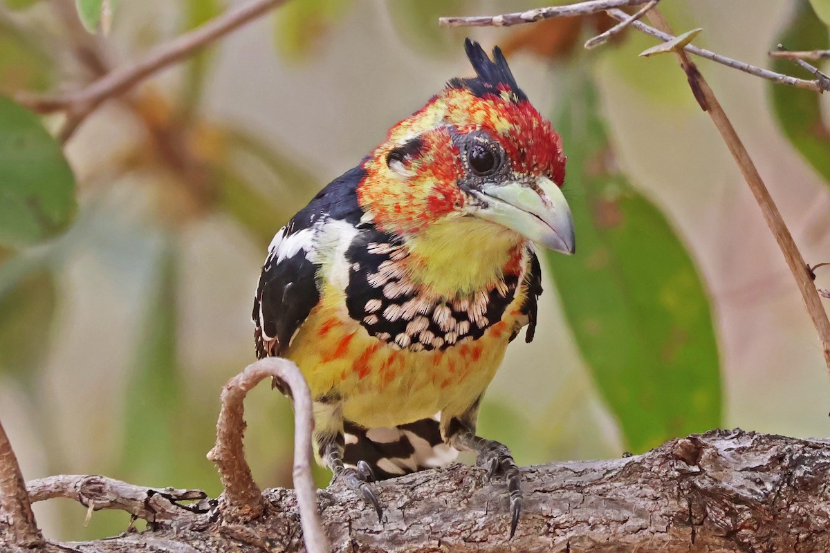 Crested Barbet - ML642454299