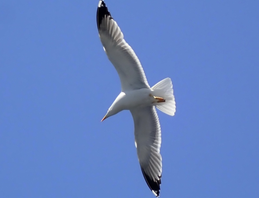 Gaviota Patiamarilla - ML642454302