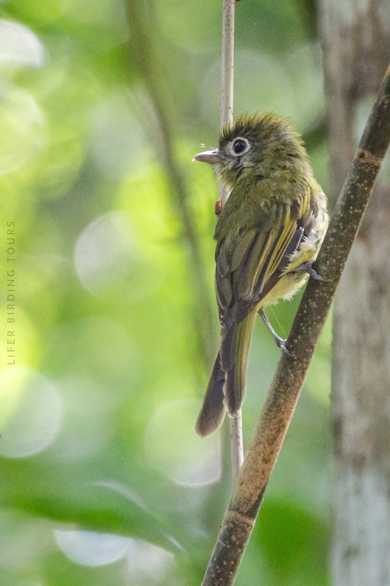 Eye-ringed Flatbill - ML642454322