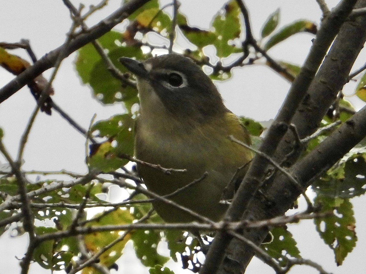 Blue-headed Vireo - ML642454346