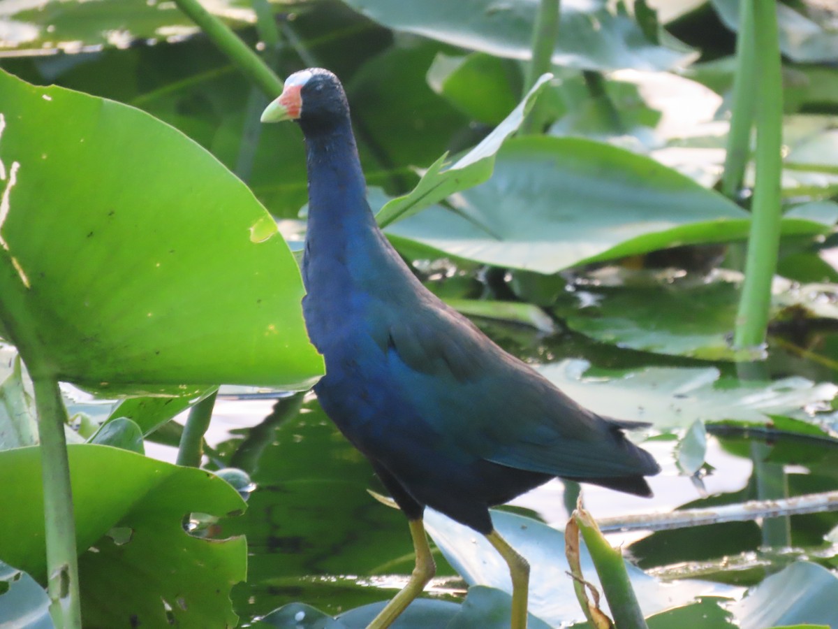 Purple Gallinule - ML642454347