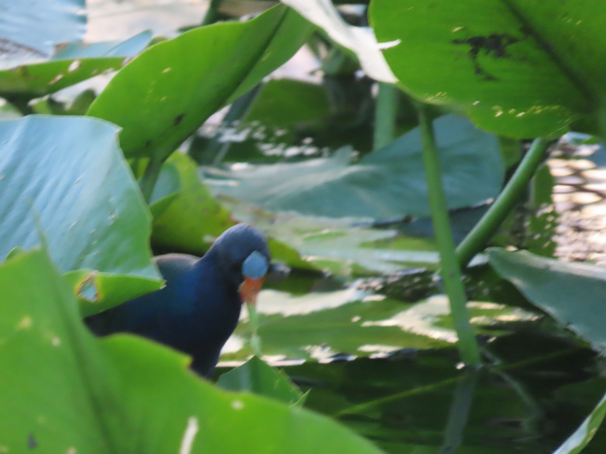 Purple Gallinule - ML642454353