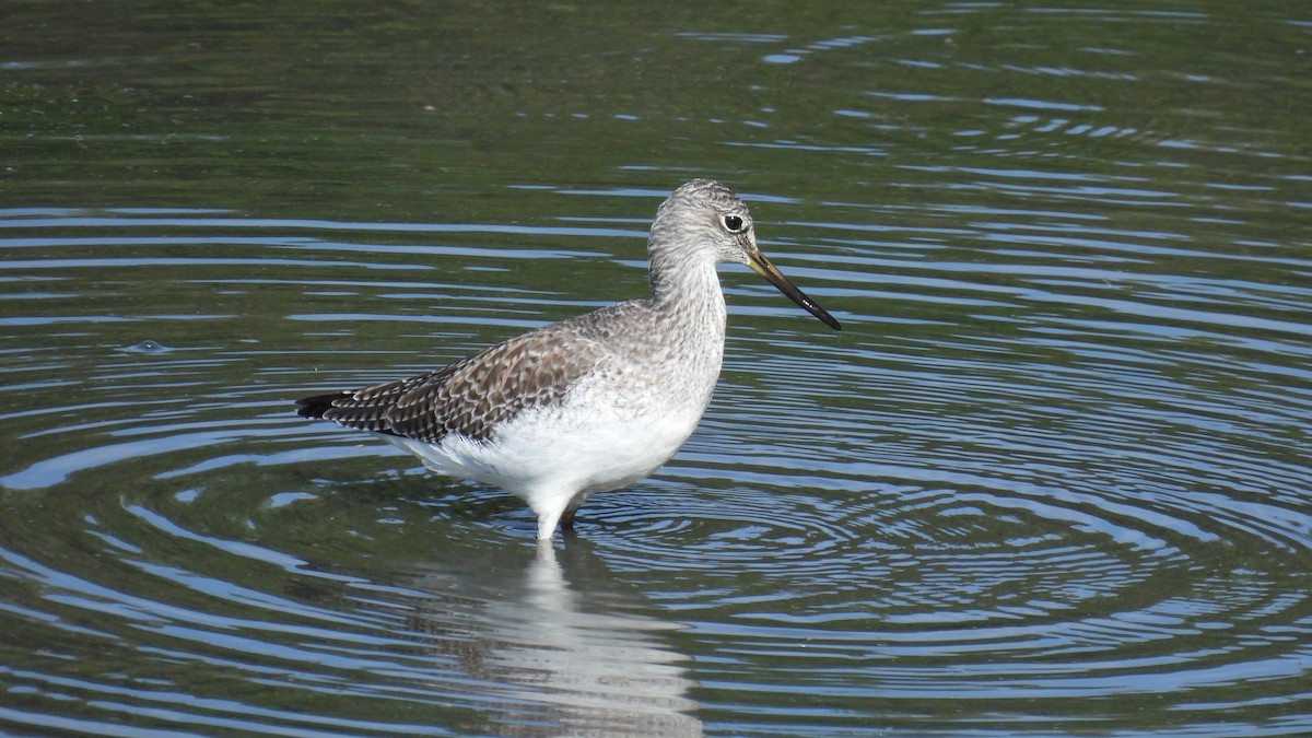 plystresnipe - ML642454360