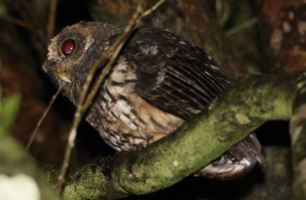 Mottled Owl - ML642454367