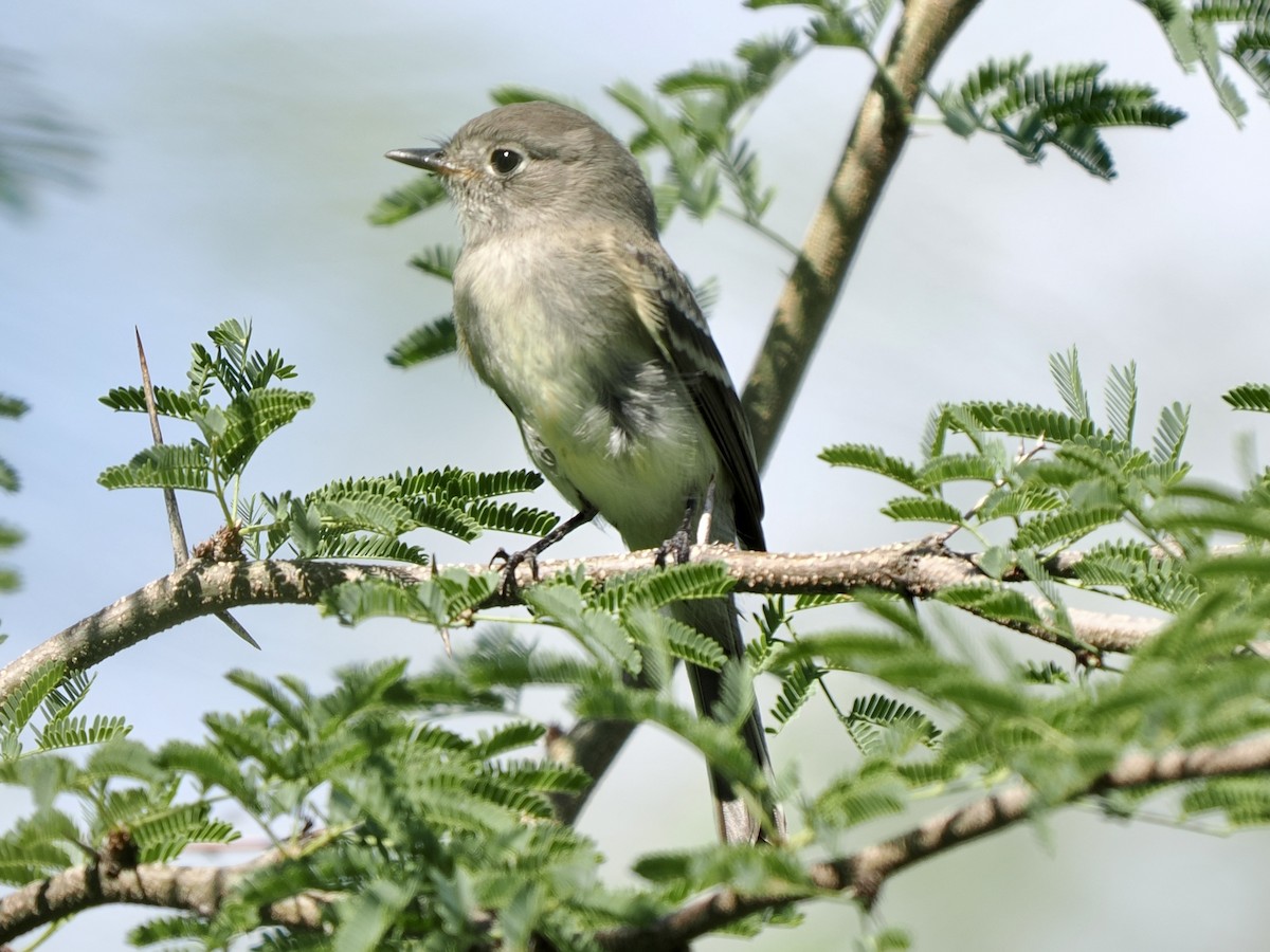 Gray/Dusky Flycatcher - ML642454372