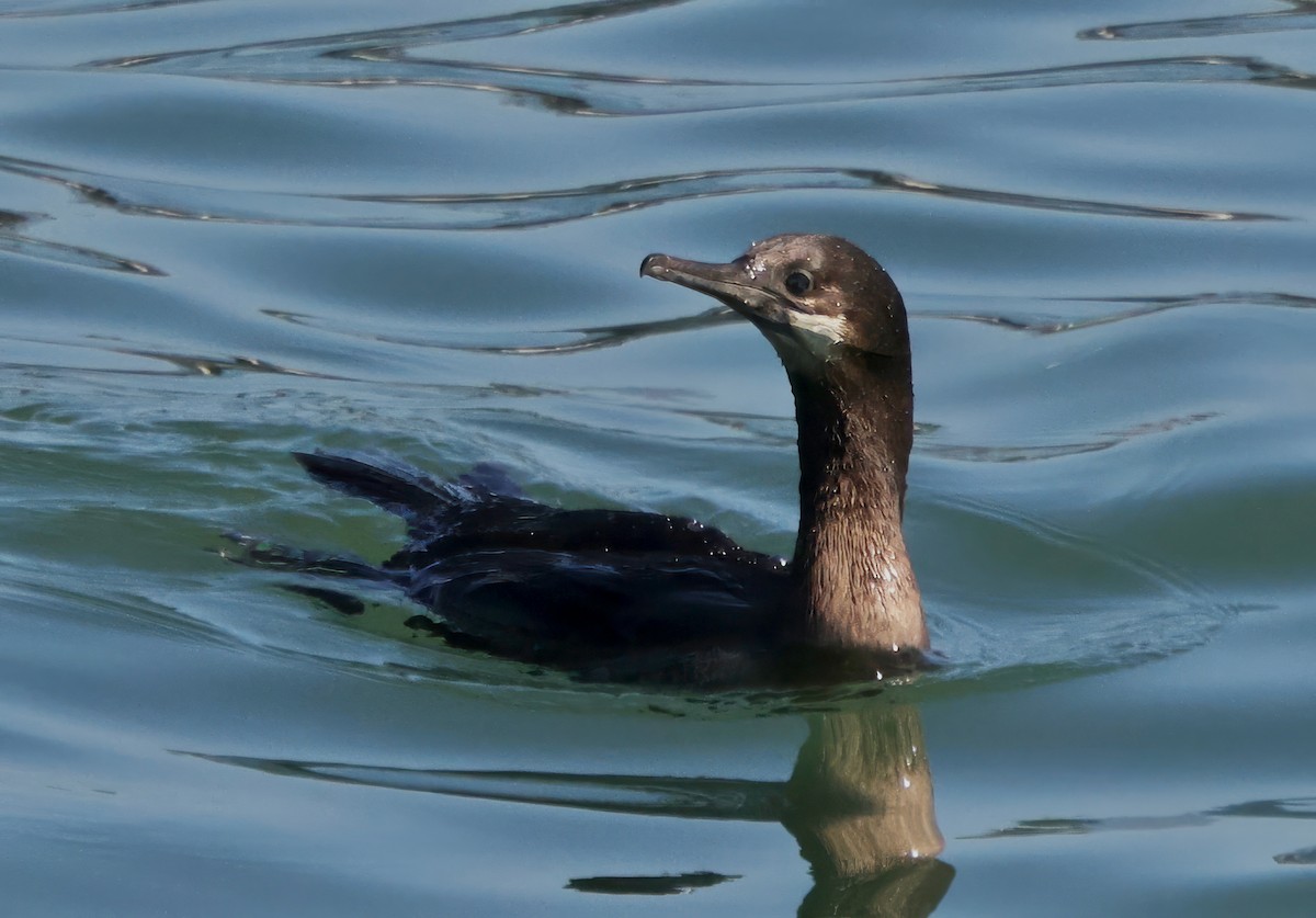 Brandt's Cormorant - ML642454373