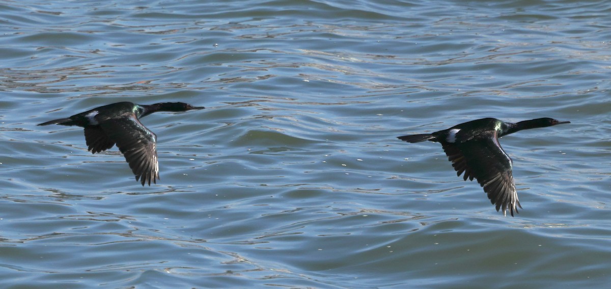 Pelagic Cormorant - ML642454382