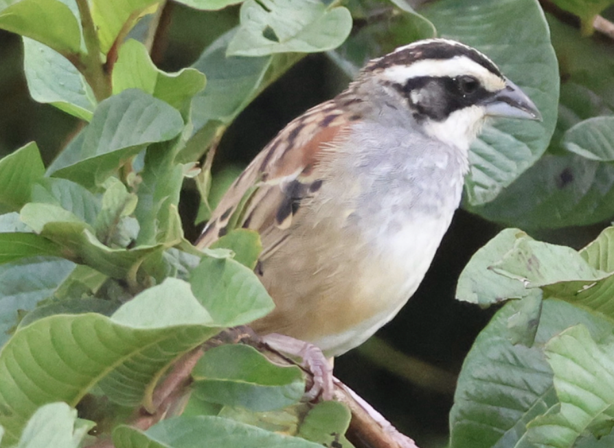 Stripe-headed Sparrow - ML642454391