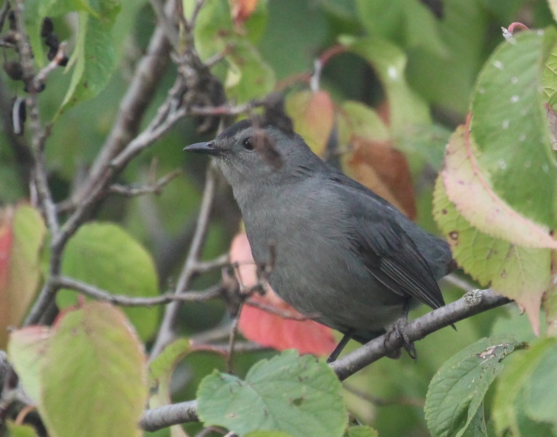Gray Catbird - ML642454448