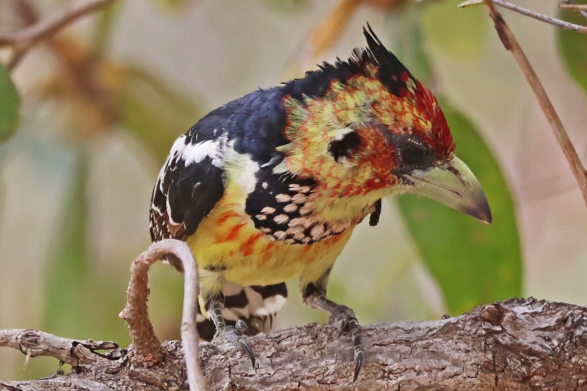 Crested Barbet - ML642454453