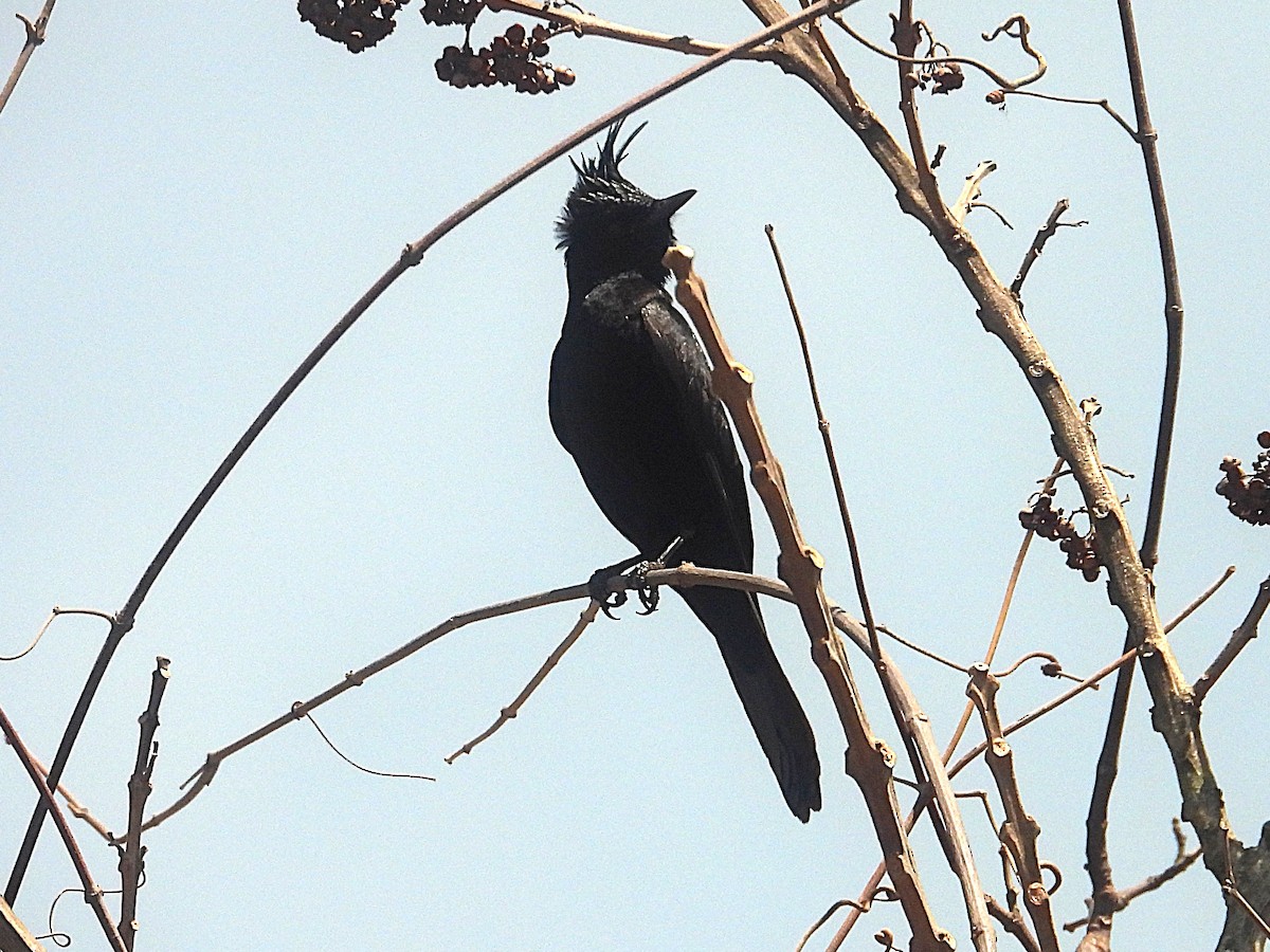Crested Black-Tyrant - ML642454462