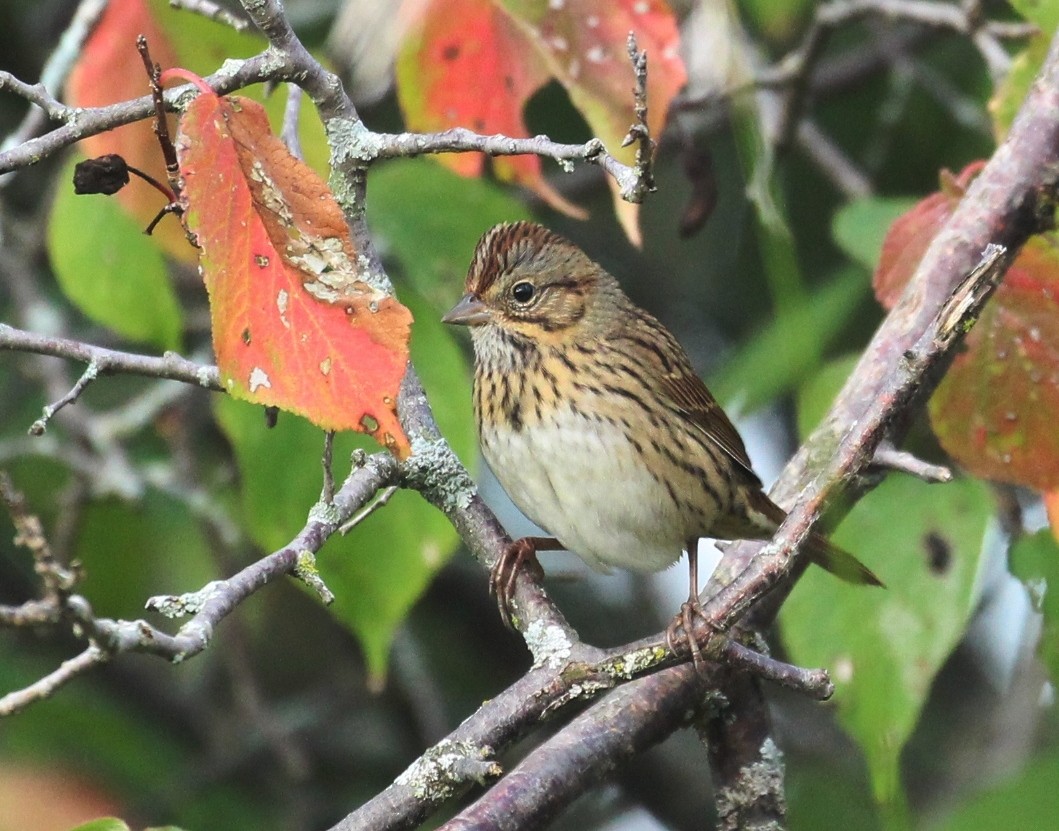 Lincoln's Sparrow - ML642454464