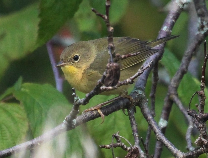Common Yellowthroat - ML642454470