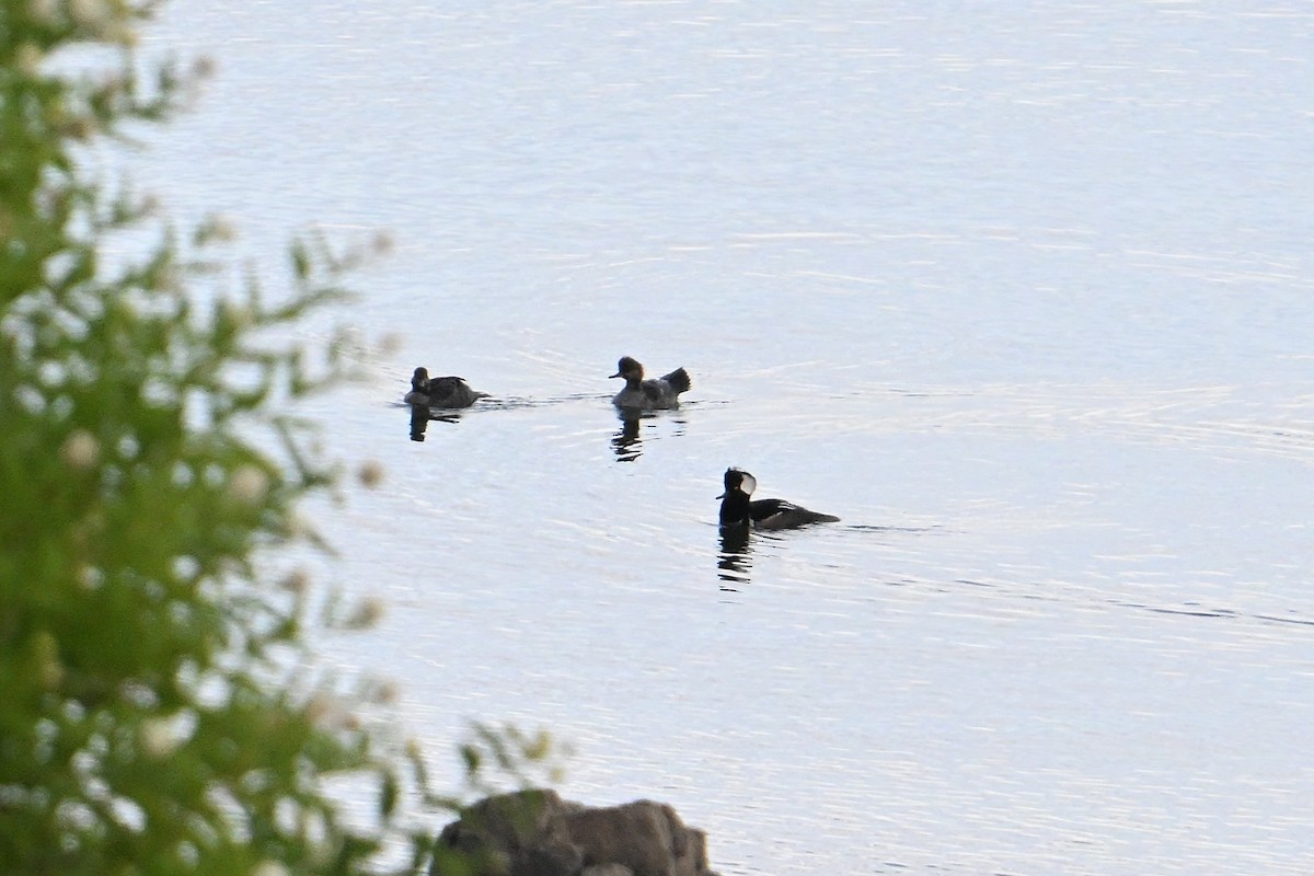 Hooded Merganser - ML642454473