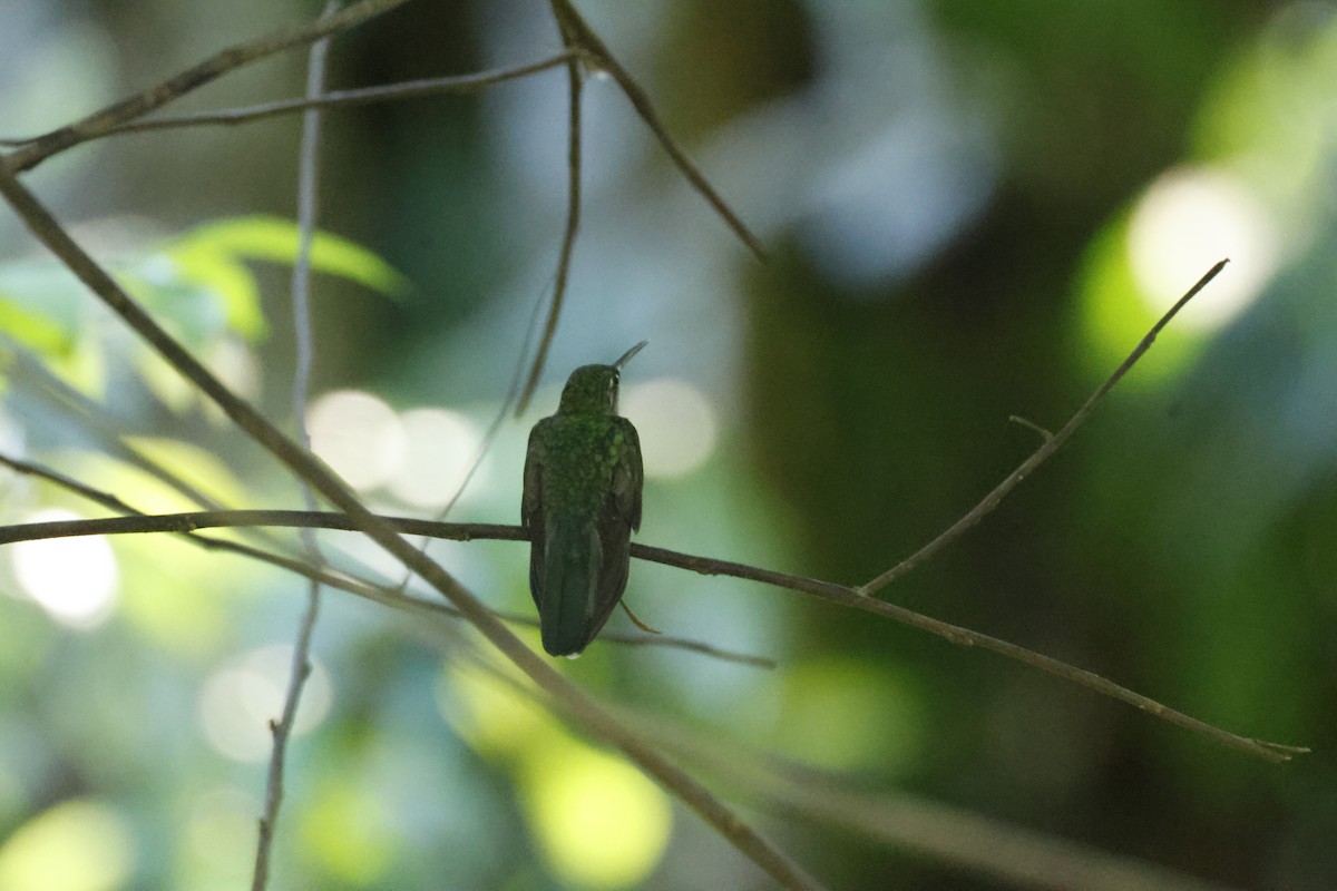 Gray-breasted Sabrewing - ML642454474