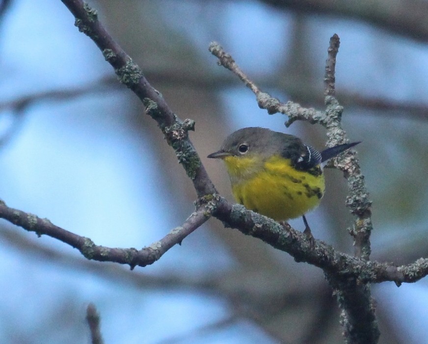 Magnolia Warbler - ML642454477