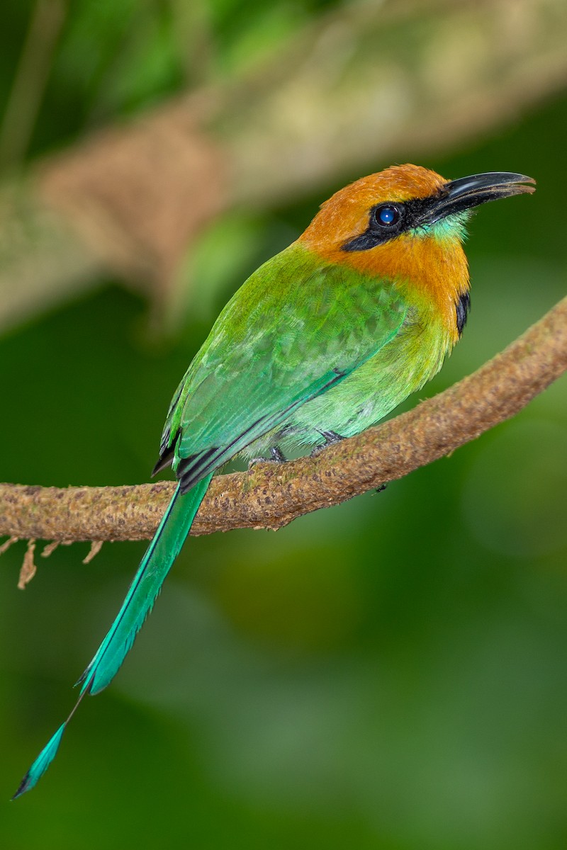 Motmot à bec large - ML642454483