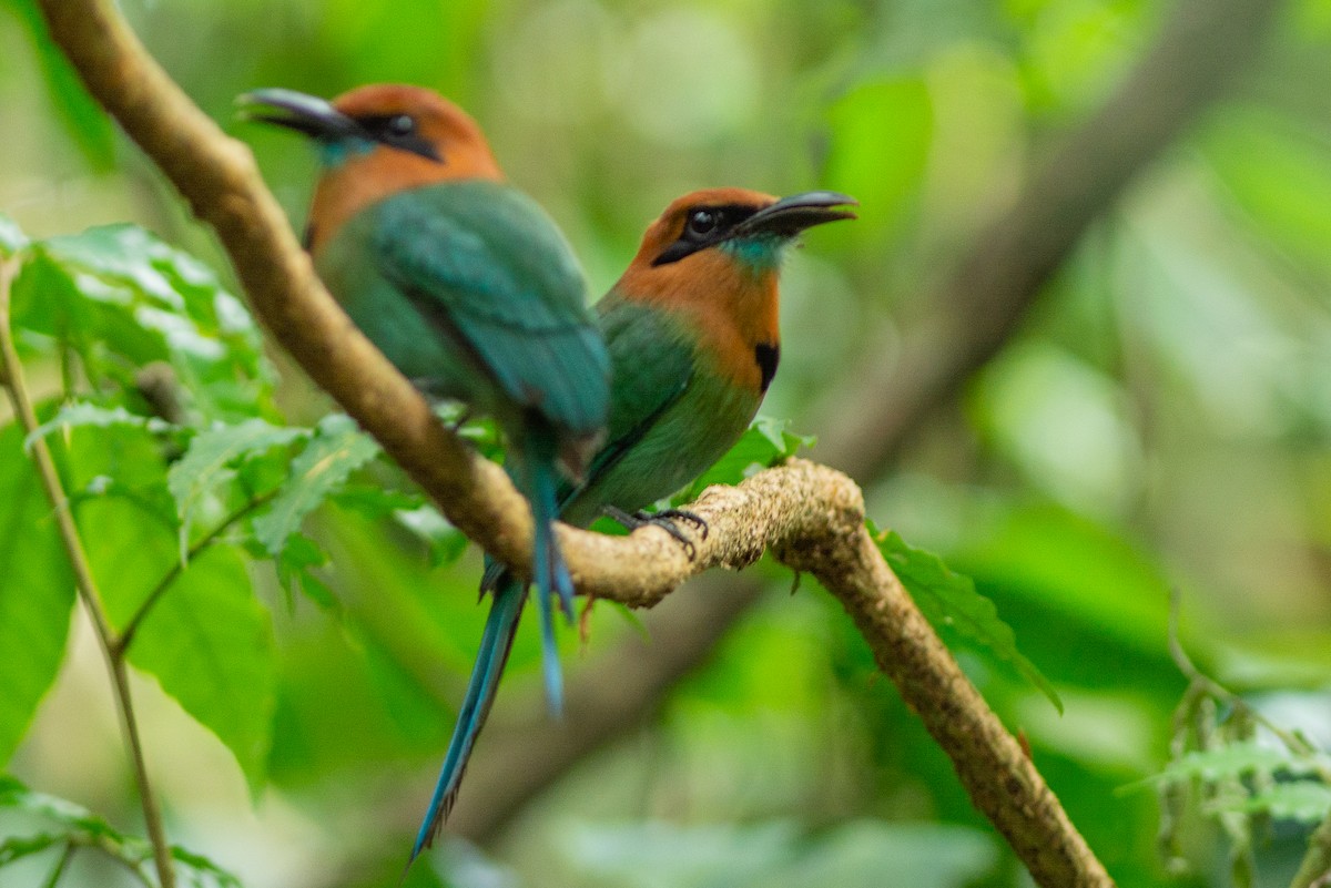 Motmot à bec large - ML642454485