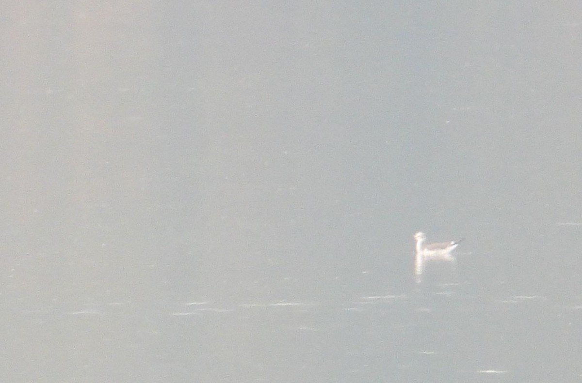 Mouette de Sabine - ML642454496